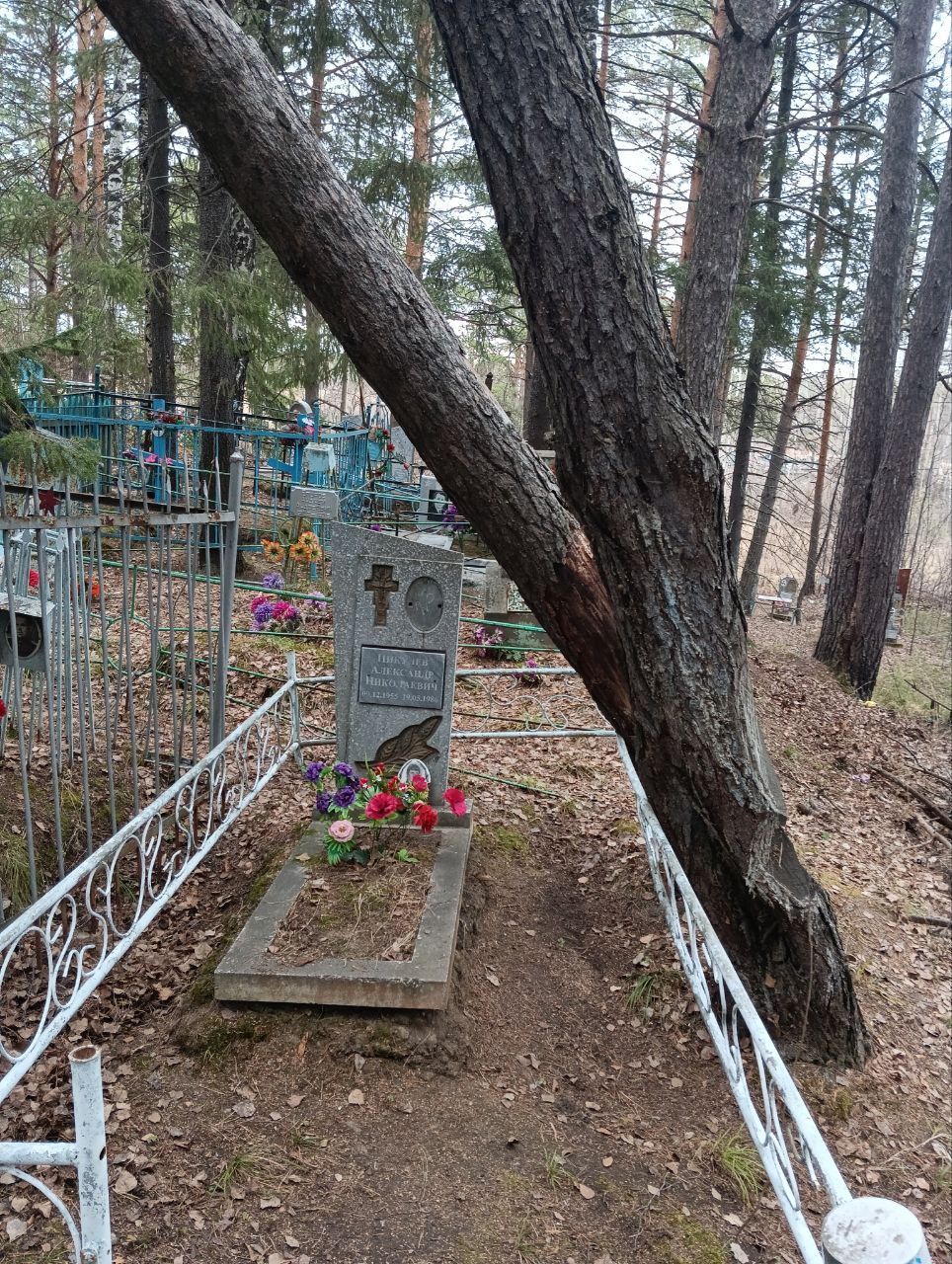 Сосна может упасть на могилу. Серовчанка интересуется, кто ответственен за уборку опасных деревьев на кладбище