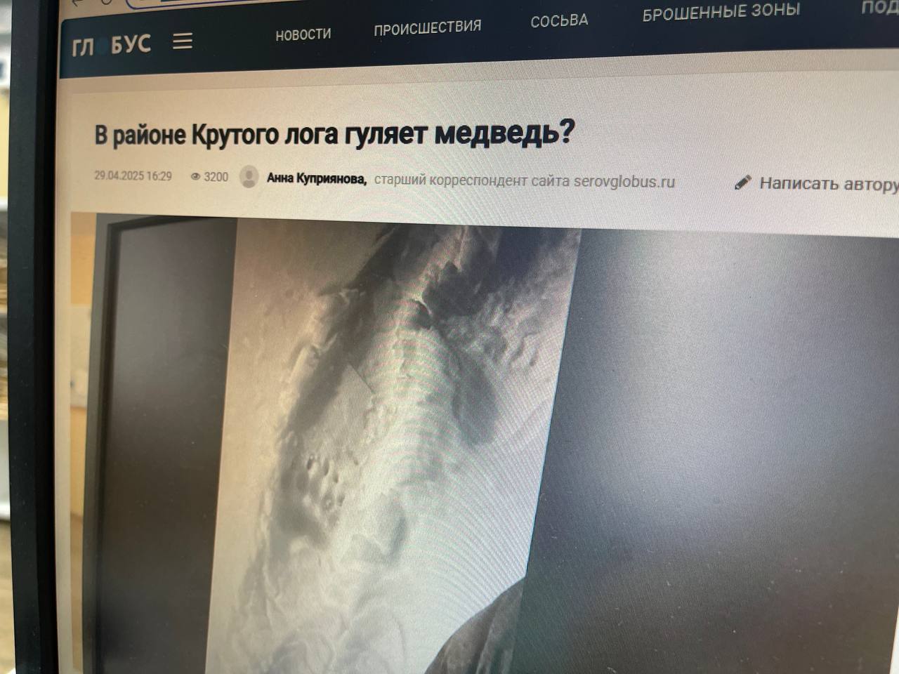 В районе Крутого лога под Серовом обитали два медведя