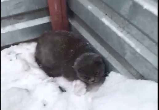 В Серове мужчина нашел котенка, которого выкинули, завернув в два мешка