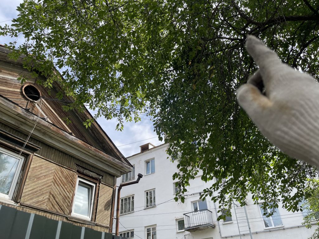 Ветви березы задевают провода. Фото: Анна Куприянова, "Глобус" Ветви березы задевают провода. Фото: Анна Куприянова, "Глобус"