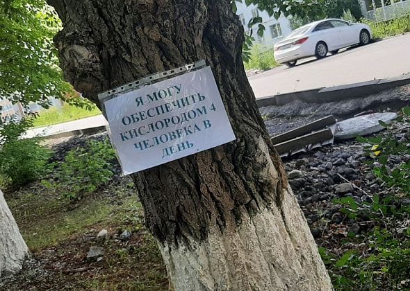 В Серове в одиночный пикет "встал"... тополь