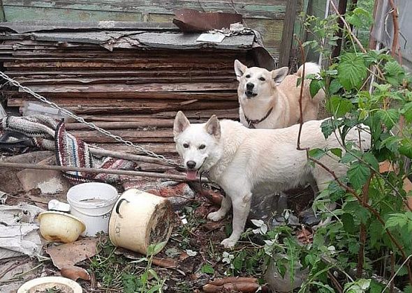 Привязанных лаек на заброшенном участке в Серове взяли на передержку 