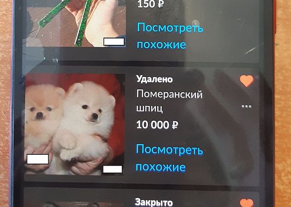 В Серове будут судить жительницу Краснотурьинска. Она продавала несуществующих щенков шпица 