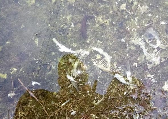 "Увиденное повергло в шок". В теплом канале супружеская пара серовчан обнаружила мертвую рыбу