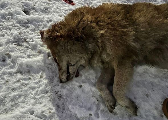 “Поехала туда, он уже мертвый был”. В Серове вновь травят собак?