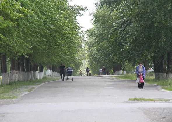 «Аллея простоит еще не один десяток лет». Серовчанка ратует за сохранение тополей по улице Заславского