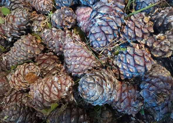 Под Серовом дети пошли за шишкой и заблудились. Их искали всю ночь