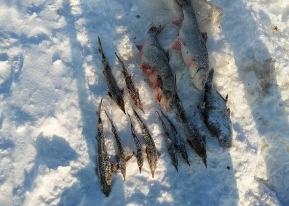 В Серове возбуждено уголовное дело в отношении рыбного браконьера