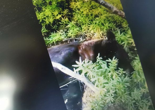 Горожане пересылают видео с медведем, который задрал человека. К Серову это не имеет отношения
