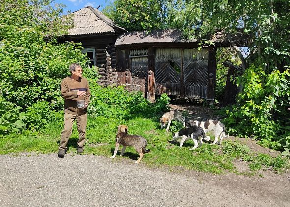 "Они просто могут начать нападать на людей". Жители Завокзального жалуются на стаю собак, поселившуюся в "заброшке"