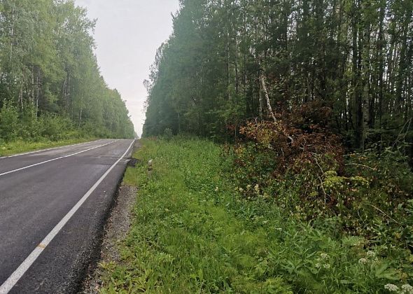 Автолюбители пожаловались на сухостой вдоль трассы Серов - Сосьва
