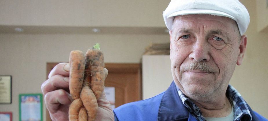 Серовчанин вырастил «морковку-косичку»