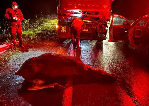 Под Серовом грузовик сбил лося. Водитель не пострадал