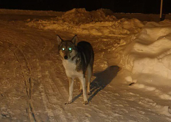 В районе городского кладбища собака ждет хозяина...