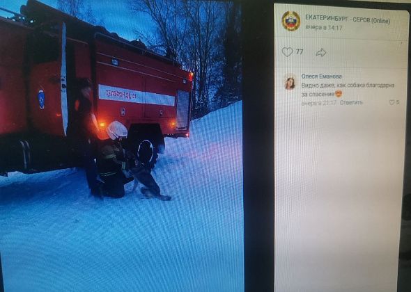 На Урале сотрудники МЧС спасли собаку, провалившуюся на дно карьера