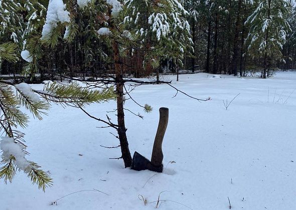 С 18 декабря в Серове разрешат заготовку елей к новогодним праздникам