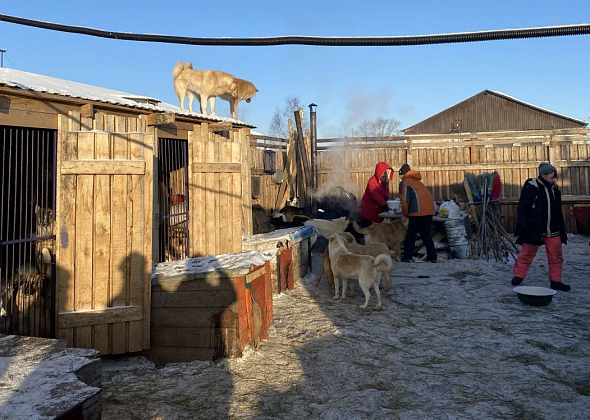 "Кроме нас им помочь некому." Активисты "Взаимопомощи на дорогах" провели субботник в приюте для животных