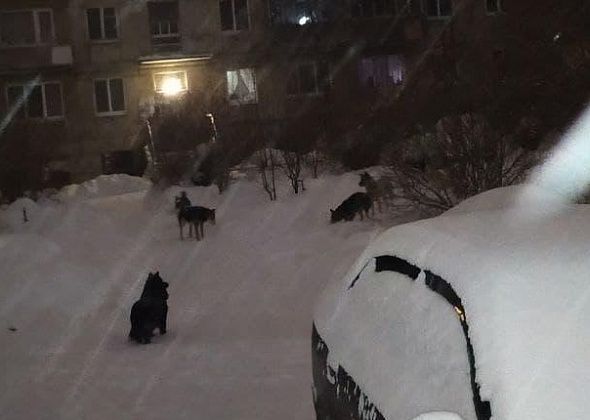 У детской поликлиники Серова прикормили собак: “начали "гулять" и стали агрессивными”