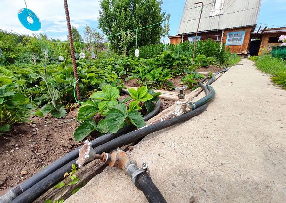 В двух коллективных садах Серова нет света. Переподключить их не дает администрация?