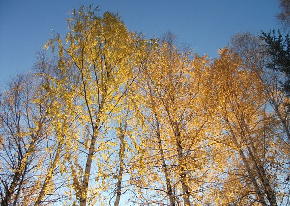 Осенний концерт