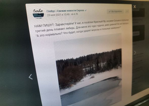 «Птица близко не подпускает». Одинокий лебедь не покидает окрестности Красного Яра