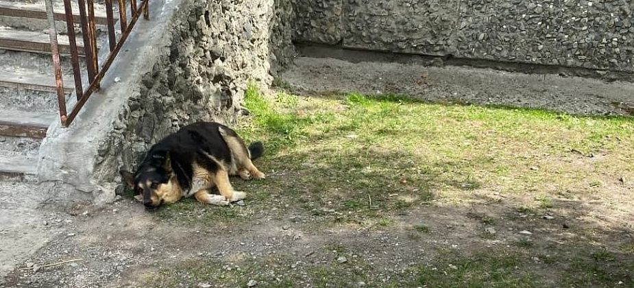 Жорина будка. Конура для бездомного пса поссорила жителей многоквартирного дома в Серове