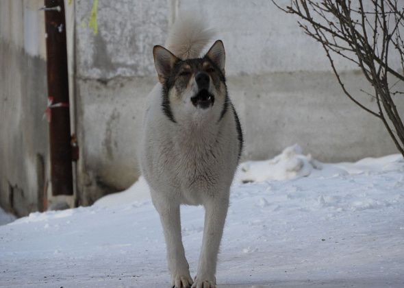 Как помочь детям не бояться собак?