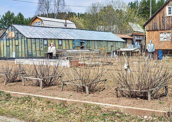 Май в саду. Разбираемся, что посадить первым делом и как обращаться с кустарниками 