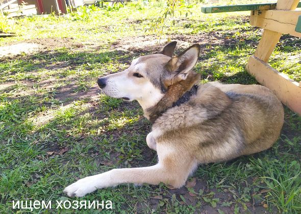 Серовчанин ищет хозяев собаки, которая прибилась в коллективный сад