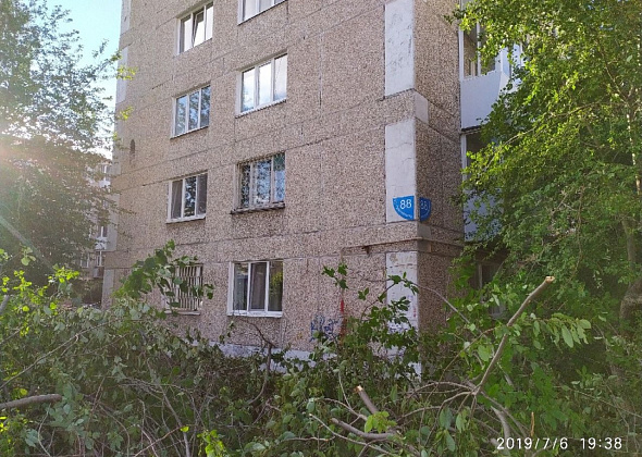 Серовчане возмущены спиливанием деревьев на улице Луначарского: "Это просто кощунство!"