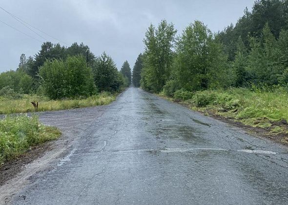 "Они бы и денег заработали, и людям добро сделали". Пенсионерка просит организовать автобус до кладбища