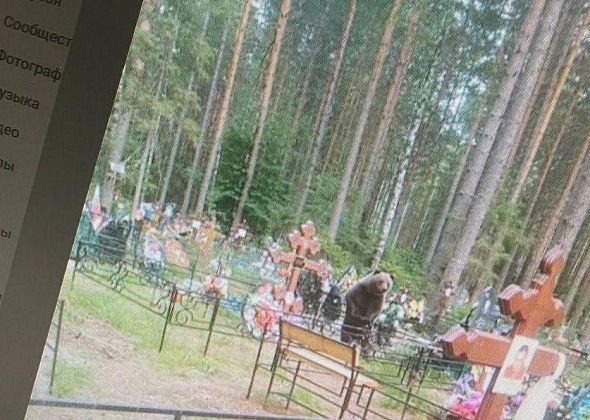 В Серове распространяется информация о медведе, которого, якобы, видели на городских кладбищах
