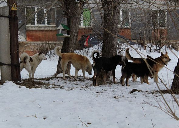 Суд обязал власти Серова выплатить компенсацию покусанной собакой школьнице