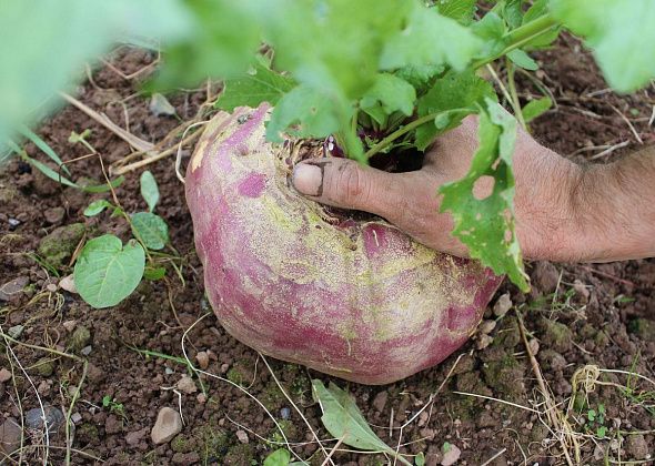 Серовчанам покажут сказку «Репка» на новый лад и расскажут про это растение