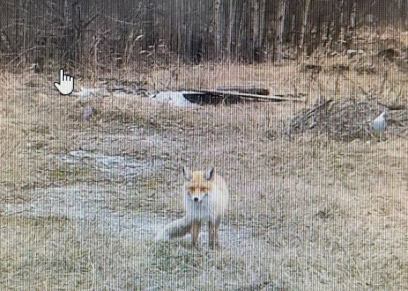 В районе Новой Колы видели живую лисицу, а в садах под Серовом - мертвую