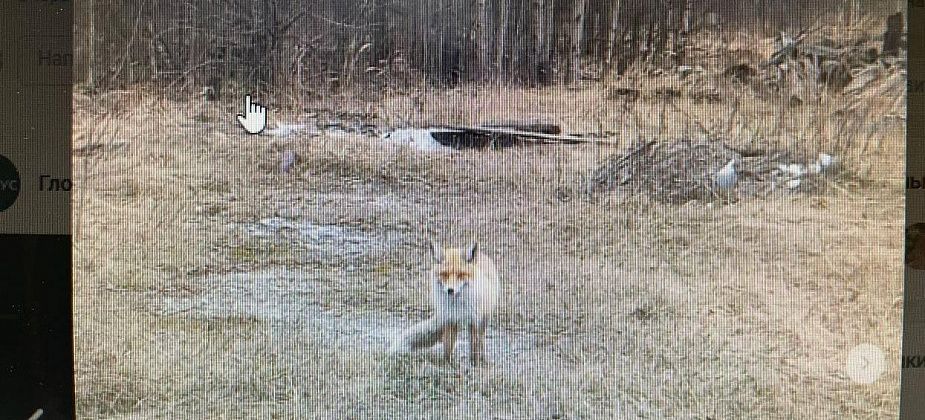 В районе Новой Колы видели живую лисицу, а в садах под Серовом - мертвую