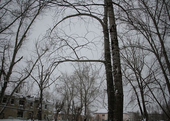 Мэрия Серова считает, что тополя у дома в поселке Энергетиков должны валить жильцы и управляющая компания