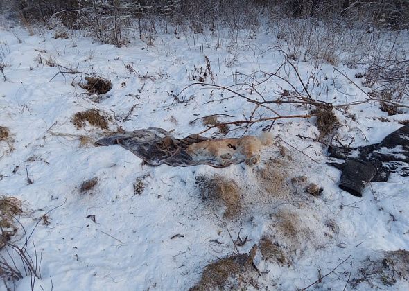 Серовчанин нашел выброшенный труп собаки на парковке кладбища