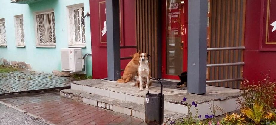 В центре города собаки напугали беременную серовчанку