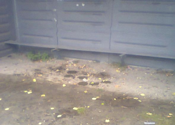 Жительница серовской деревни жалуется на коров, которые гадят на автобусной остановке