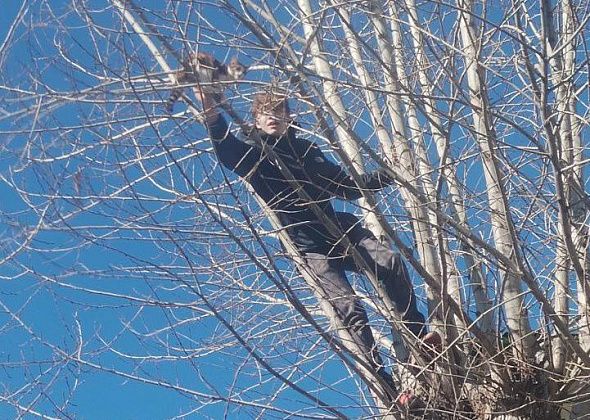"Не все потеряно, пока у нас есть такая молодежь". Случайные прохожие помогли снять кота с дерева